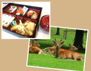 奈良公園(お散歩)